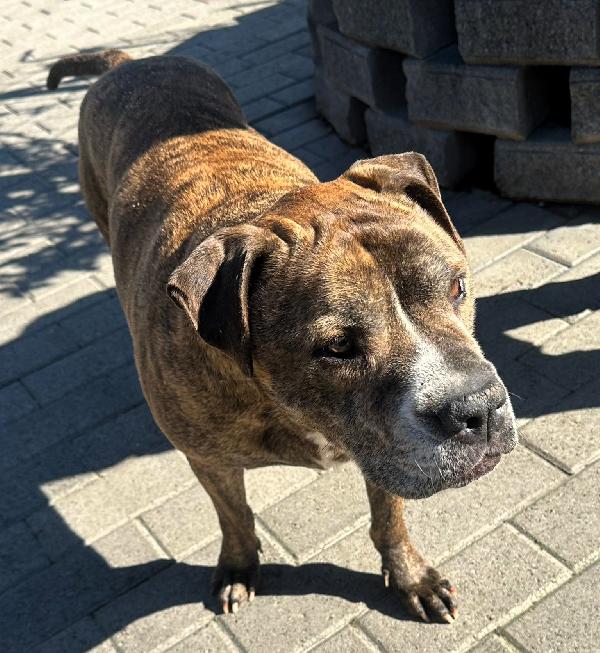 THOR GENTILE PIT BULL Foto 2